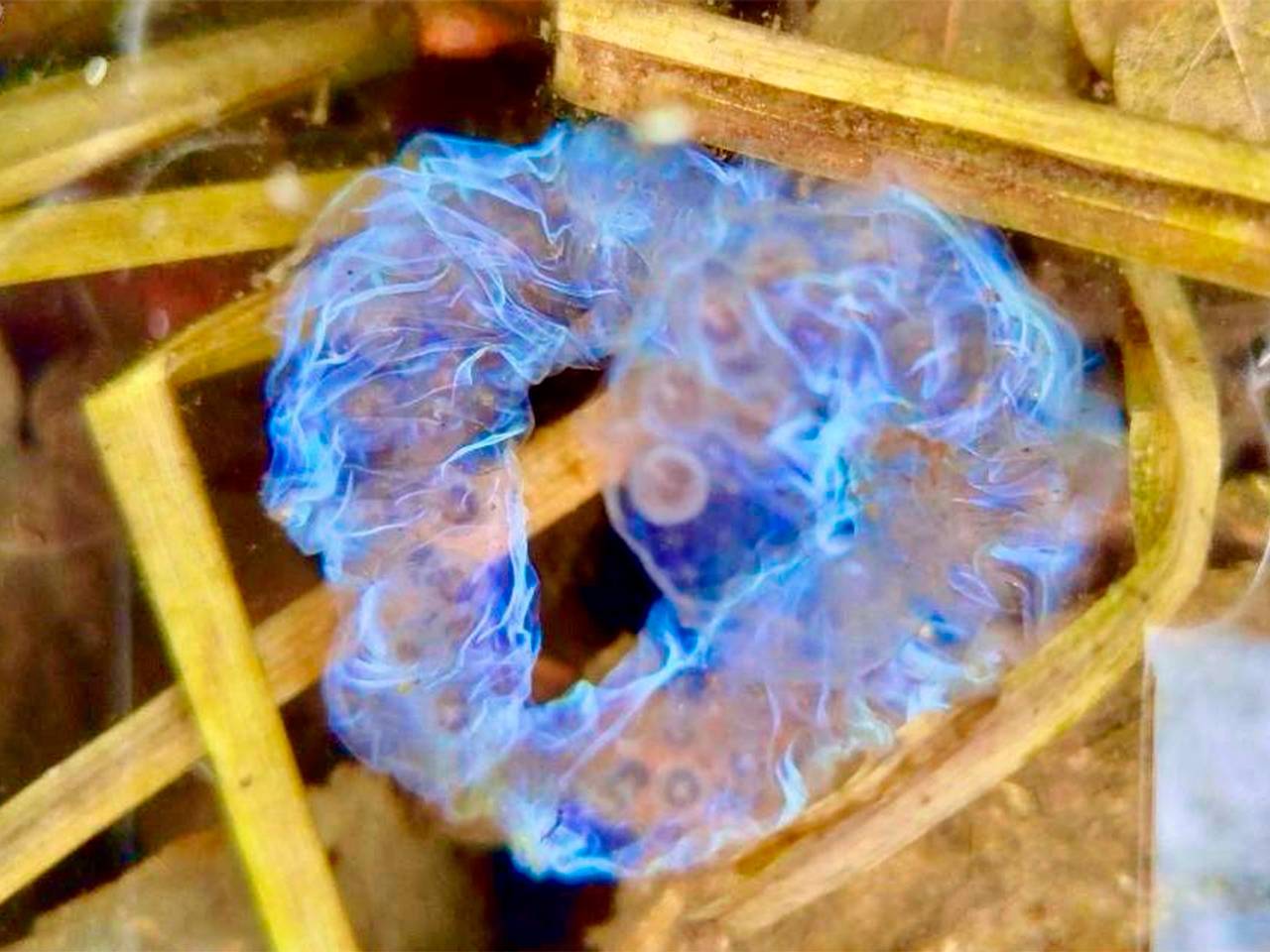 В Приморском заповеднике показали космическую кладку В Приморском заповеднике показали космическую кладку