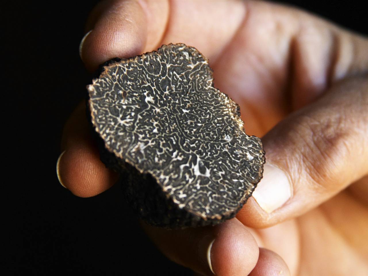 Россиян предупредили о штрафе в 1 миллион рублей за сбор некоторых грибов