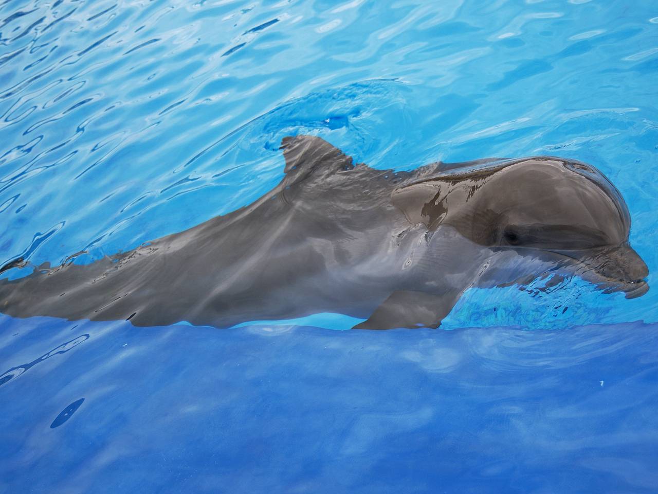 Россиянка занялась выгулом дикого дельфина и рассказала о впечатлениях