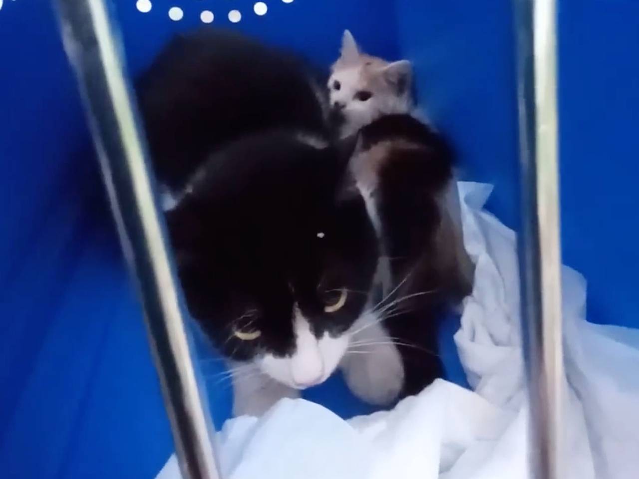 Тверские волонтеры спасли из-под земли кошку и двух котят Тверские волонтеры спасли из-под земли кошку и двух котят