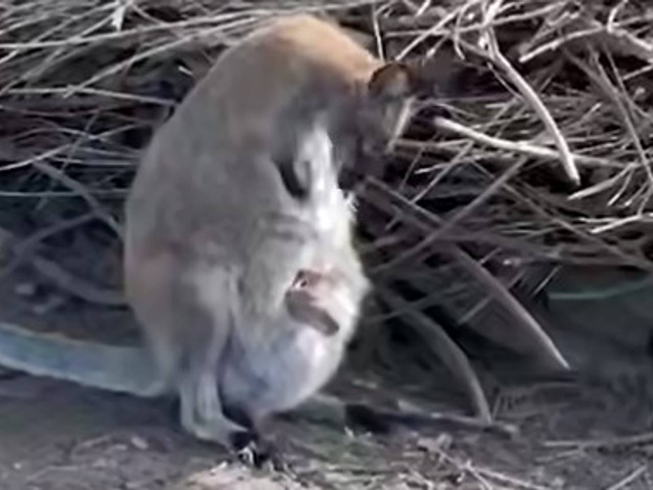 В российском зоопарке показали выглядывающего из сумки матери крохотного кенгуренка