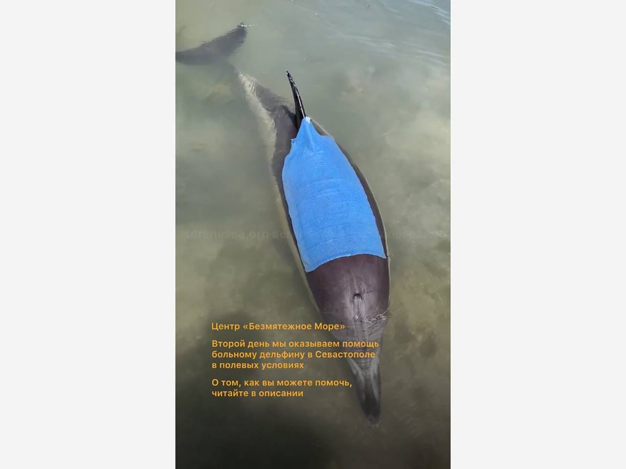 Спасение больного дельфина в Крыму сняли на видео