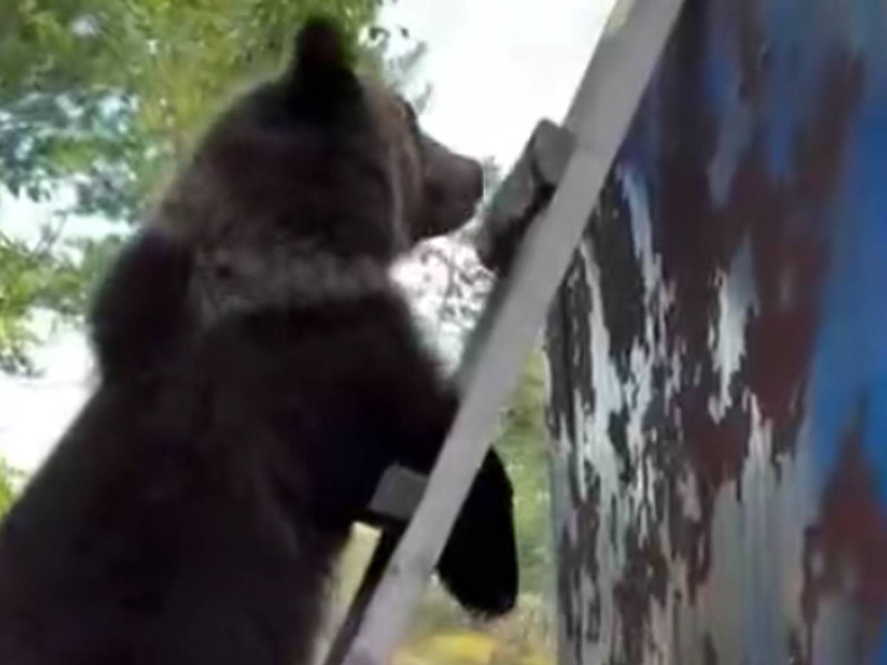 В ЯНАО медведь уснул на вагончике вахтовиков