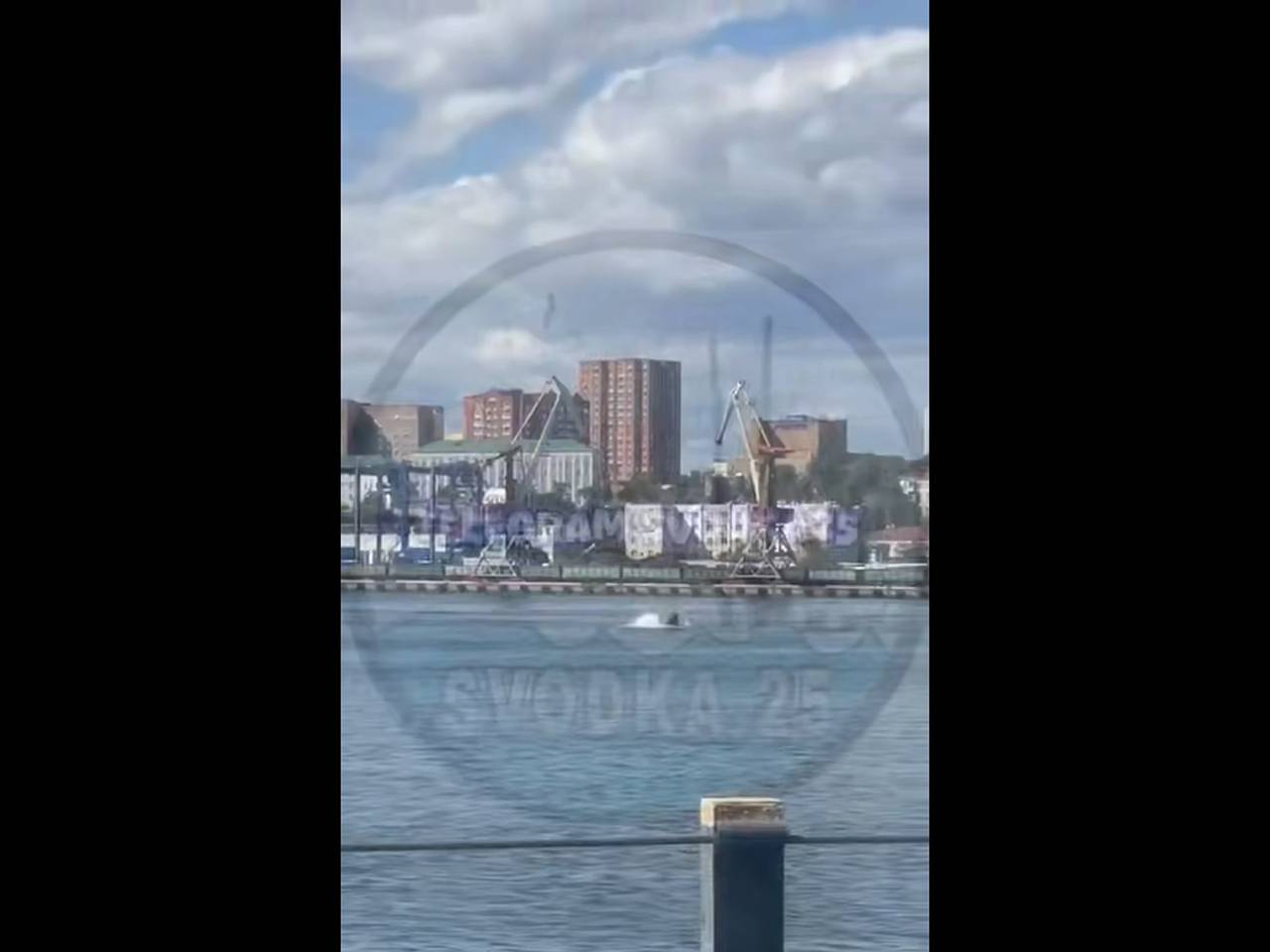 Кит сделал прыжок в самом центре Владивостока и попал на видео