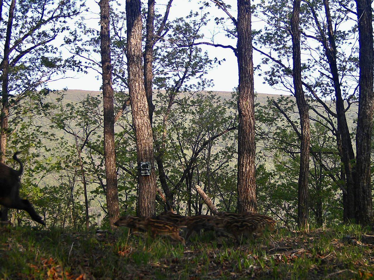 «Милая банда» кабанят попала в объектив фотоловушки в Приморье
