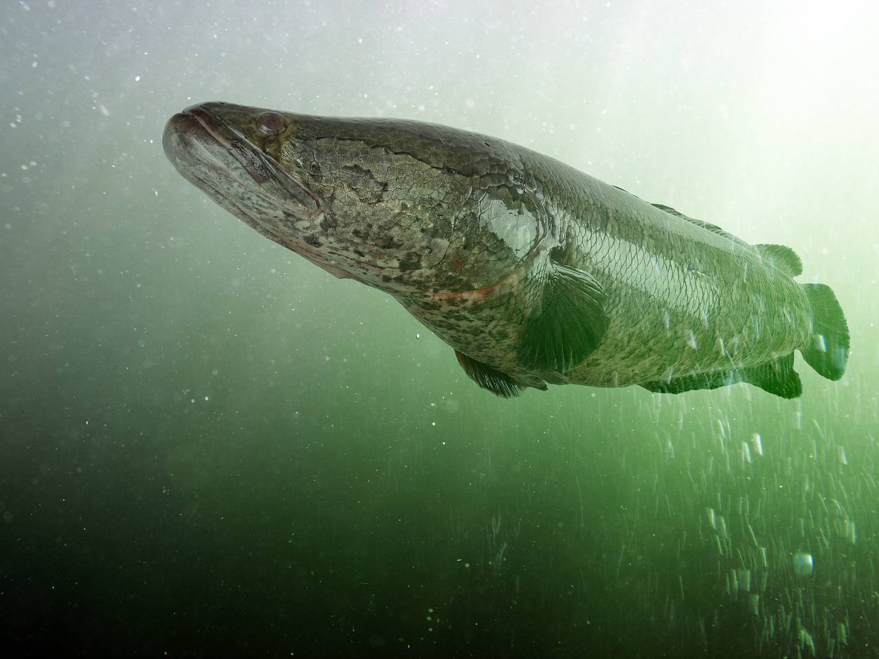 Россиянин похвастался выловленной на удочку самой страшной рыбой