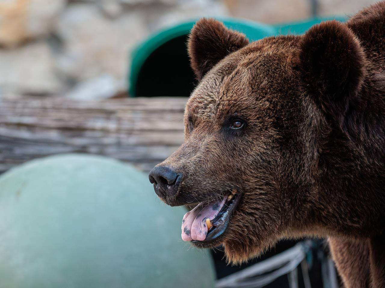 Медведя заметили за поеданием содержимого мусорных баков