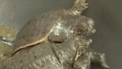 Школьники неожиданно начали спасать краснокнижных черепах в России