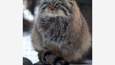 Манул из Новосибирского зоопарка погрел лапки на хвостике и вызвал восхищение