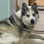 «Якутский Хатико» два года приходил в кабинет умершего хозяина 71b6143c075ae3394c94c7699c6e4f96.jpg