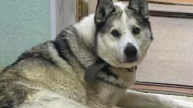 «Якутский Хатико» два года приходил в кабинет умершего хозяина