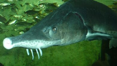 Считавшийся утраченным вид животных нашли в российском регионе