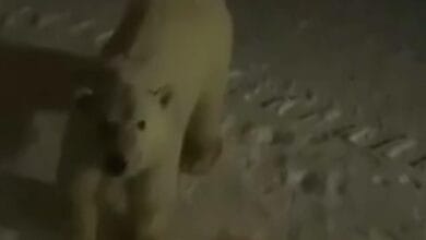 В России семья белых медведей пыталась проникнуть в окно к вахтовикам и попала на видео