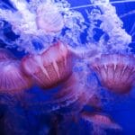 В России захотели использовать медузную эссенцию в борьбе со старением b3d0395b800fd4dd7a5f3fa8b85deb25.jpg