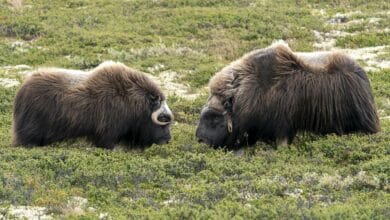 Власти региона России отправили молодых самцов в Москву заводить потомство