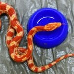 Змея заползла на кухню квартиры в Москве cde1206de8198955b018dced59bf0bd5.jpg