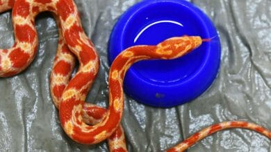 Змея заползла на кухню квартиры в Москве