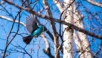 Не встречающуюся в России птицу заметили на Сахалине