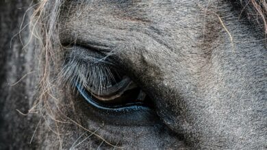 В России лошадь проломила череп и раздробила мозг хозяйки