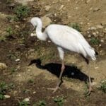 В российском регионе насчитали рекордное количество краснокнижных стерхов e627a817ddf991bccb19270cd44bfb5a.jpg