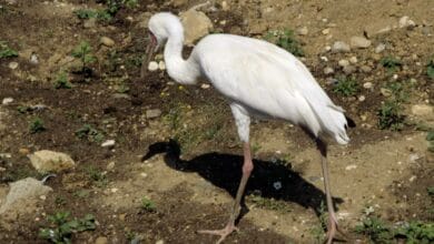 В российском регионе насчитали рекордное количество краснокнижных стерхов