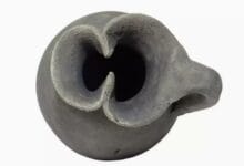 В России обнаружили ойнохойю В России обнаружили ойнохойю