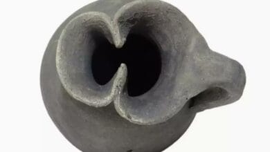 В России обнаружили ойнохойю