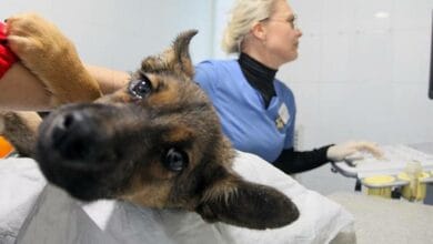 В ЯНАО запущено внедрение единой цифровой системы учета и регистрации животных