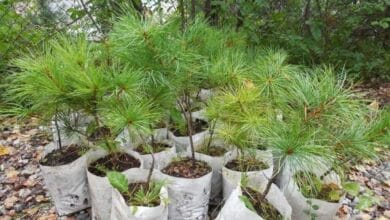 Евгений Артюхов: глава Колыванского района инициировал создание аллеи памяти в селе Кандаурово