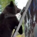 В ЯНАО медведь уснул на вагончике вахтовиков В ЯНАО медведь уснул на вагончике вахтовиков