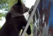 В ЯНАО медведь уснул на вагончике вахтовиков В ЯНАО медведь уснул на вагончике вахтовиков