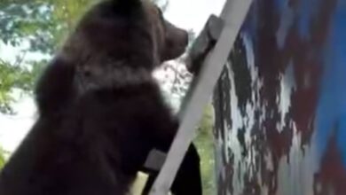 В ЯНАО медведь уснул на вагончике вахтовиков