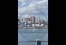 Кит сделал прыжок в самом центре Владивостока и попал на видео