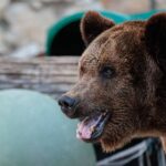 Медведя заметили за поеданием содержимого мусорных баков