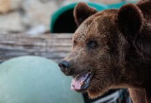 Медведя заметили за поеданием содержимого мусорных баков Медведя заметили за поеданием содержимого мусорных баков