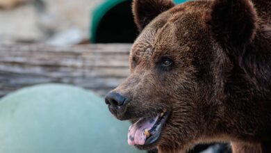 Медведя заметили за поеданием содержимого мусорных баков