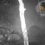 Спа-вечер семейства кабанов в российском регионе попал на видео Спа-вечер семейства кабанов в российском регионе попал на видео