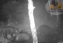 Спа-вечер семейства кабанов в российском регионе попал на видео Спа-вечер семейства кабанов в российском регионе попал на видео