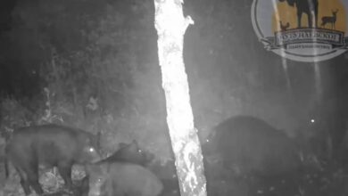 Спа-вечер семейства кабанов в российском регионе попал на видео
