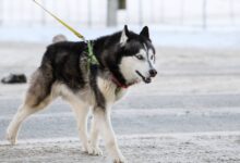 В России захотели расширить список опасных пород собак