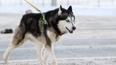 В России захотели расширить список опасных пород собак