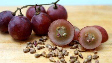 В России вывели полезный антиоксидант из косточки винограда В России вывели полезный антиоксидант из косточки винограда