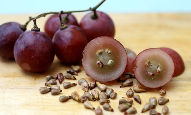 В России вывели полезный антиоксидант из косточки винограда