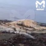 На российском побережье нашли гигантского монстра