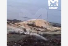 На российском побережье нашли гигантского монстра На российском побережье нашли гигантского монстра