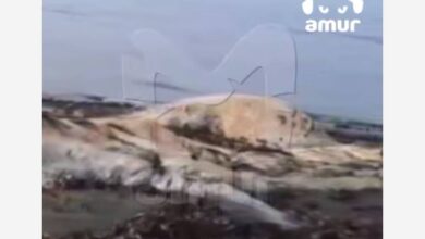 На российском побережье нашли гигантского монстра