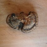 Ученые сделали сенсационную находку в лесу Татарстана