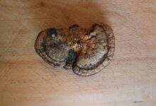 Ученые сделали сенсационную находку в лесу Татарстана