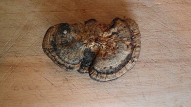 Ученые сделали сенсационную находку в лесу Татарстана