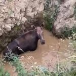 В Саратовской области тракторист спас из ямы лося В Саратовской области тракторист спас из ямы лося